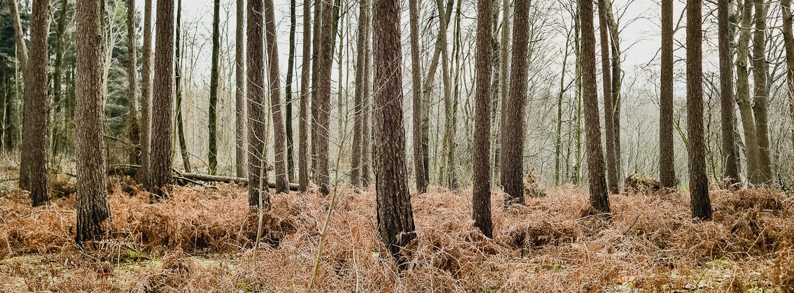 photo foret nord